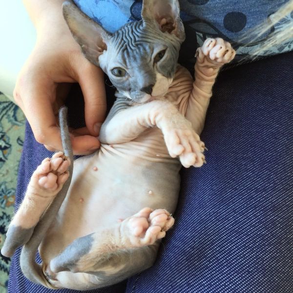  gattini di Sphynx   per adozione ( regalo  )