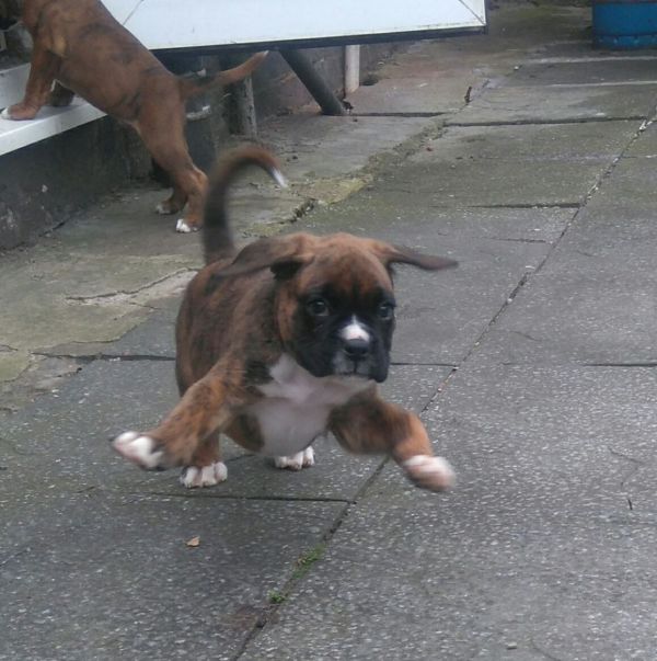 Maschio adorabile e cuccioli boxer femmina