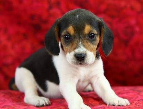 Adorabili cuccioli di beagle femminucce e maschietti disponibili per l'adozione gratuita i cuccioli 