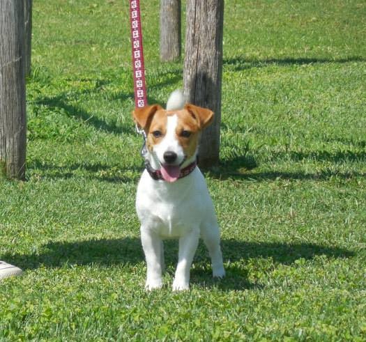 Jack Russell Terrier �DEL LEONE ITALIANO� ric. ENCI ed FCI