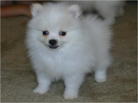   cuccioli di volpino pomeranian  per adozione ( maschio e femmina )