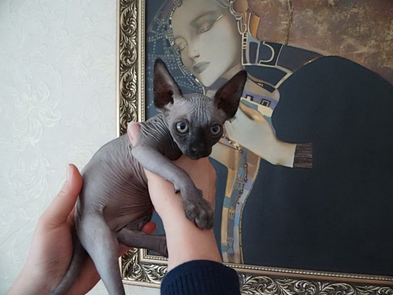 Molto bella e sani gattini Sphynx  per adozione maschi e femmine disponibili (gratis)