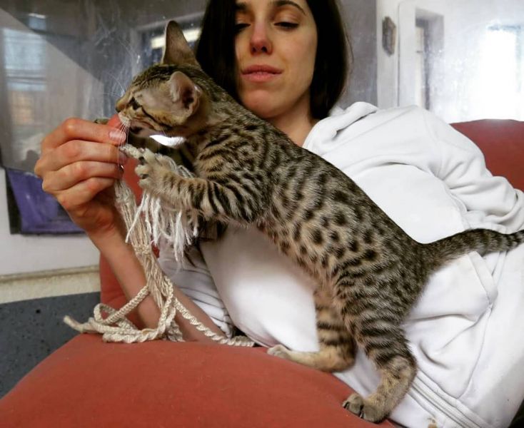 Regalo gattini savana per adozione