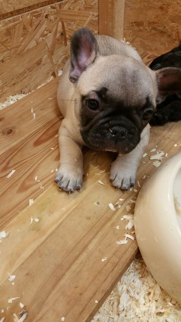  cuccioli di Bulldog Francese  ( Gratis )