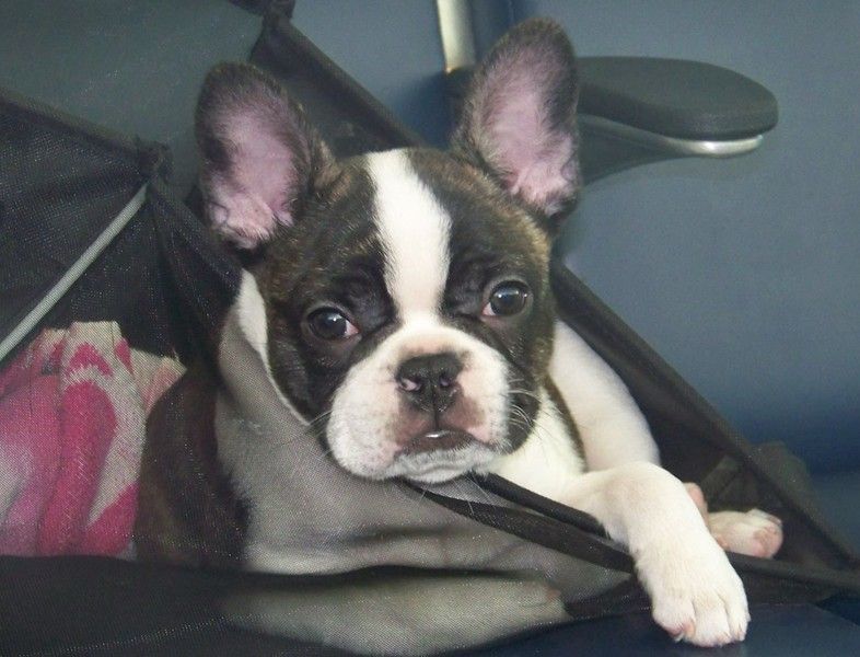 Regalo Cucciolo di bulldog francese