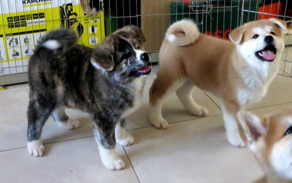 Cuccioli di akita-inu per adozione ( maschio e femmina )