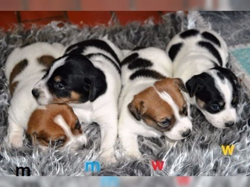  Regalo Jack Russell Terrier