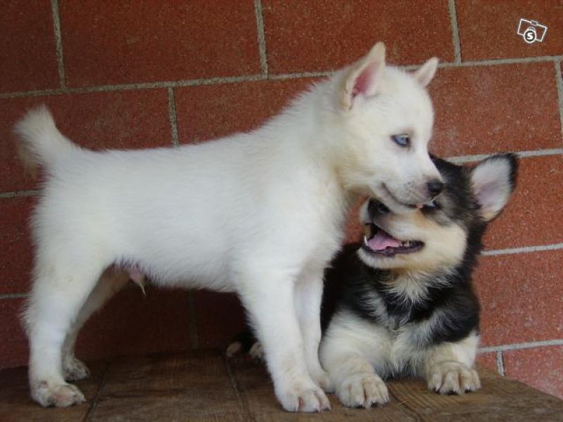  regalo cuccioli di Sibarian Husky disponibili per l'adozione