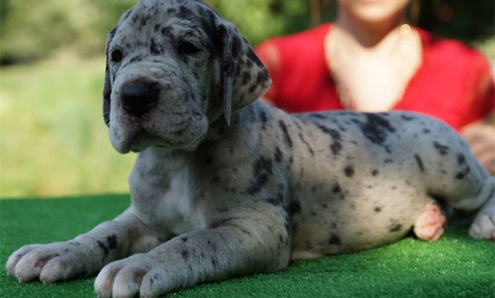  Regalo adorabili cuccioli Alano