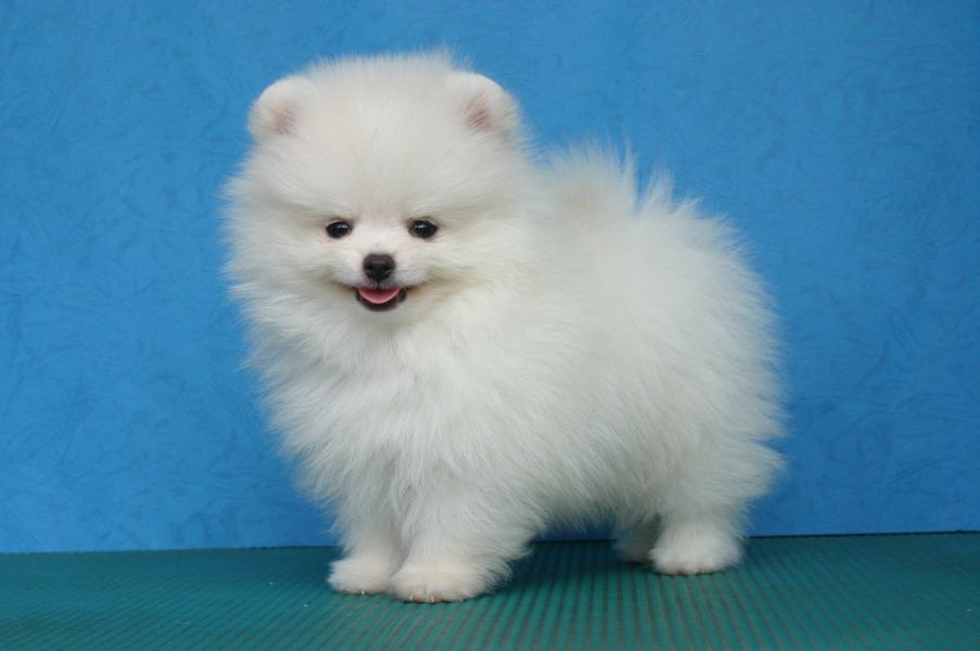  Regalo Cuccioli di volpino di pomerania