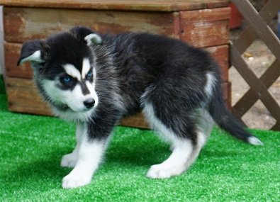 Regalo cuccioli di Siberian Husky