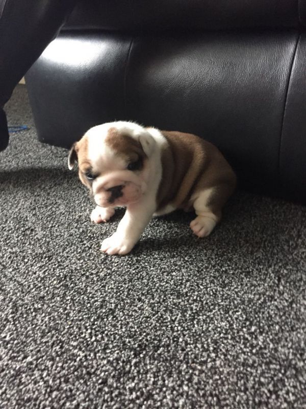 Bella Bulldog inglese cuccioli