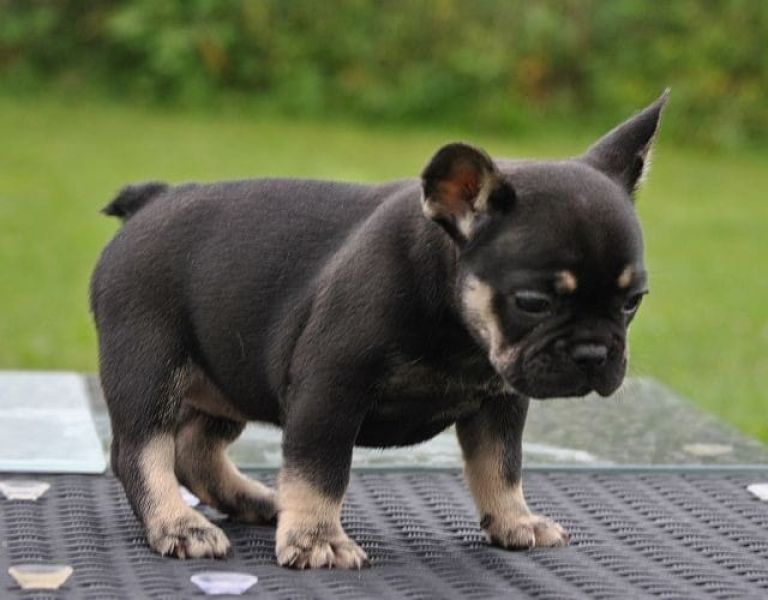  cuccioli di razza bulldog francese per adozione 