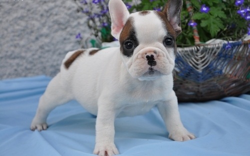 REGALO Cuccioli di Bulldog Francese