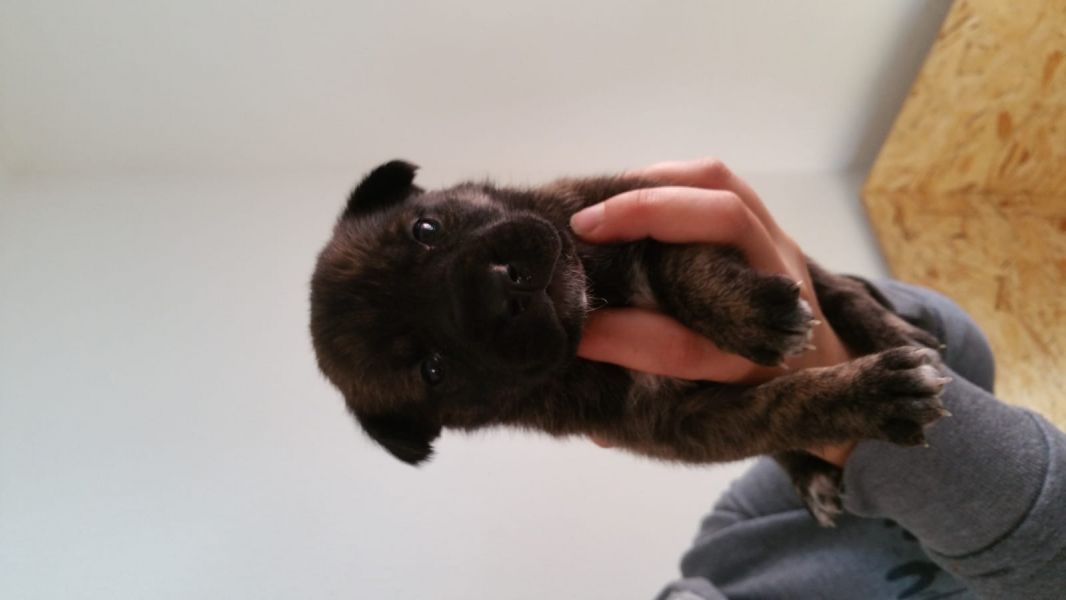   regalo cuccioli di  boxer disponibili per l'adozione