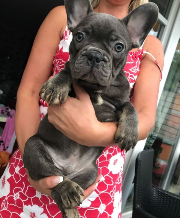 Adorabili cuccioli di Bulldog Francese femminucce e maschietti disponibili per l'adozione