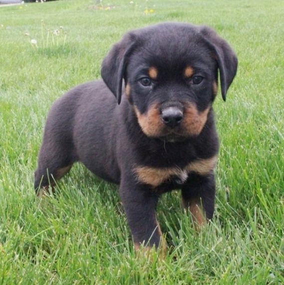 Bellissimo cuccioli di rottweiler (maschio e femmina)