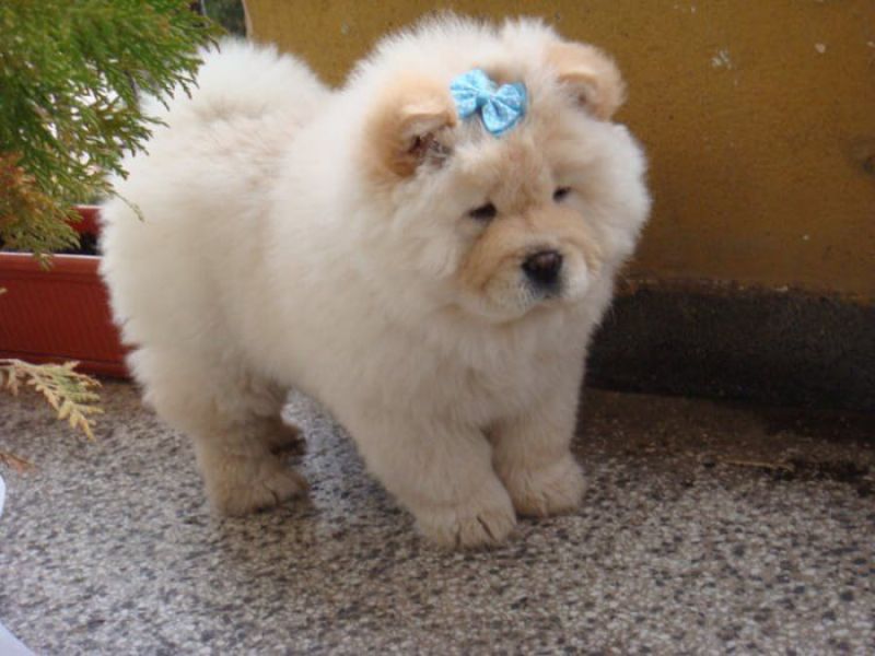  REGALO CUCCIOLI DI CHOW CHOW MASCHI E FEMMINE  Cuccioli di Cane razza CHOW CHOW maschio e femmina v