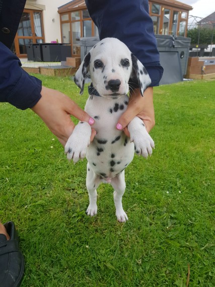 Regalo abbiamo cuccioli di dalmata