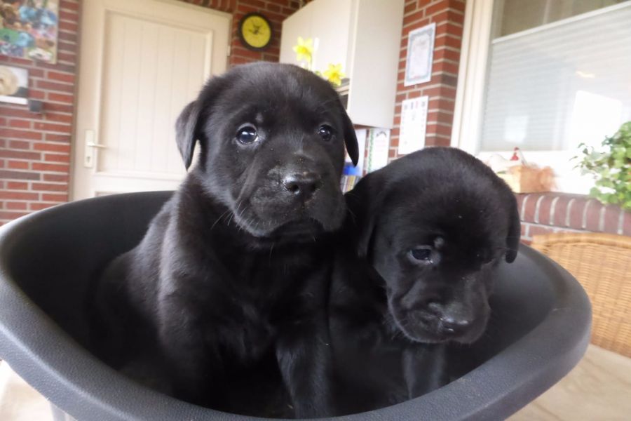  cuccioli di labrador  per adozione ( maschio e femmina )