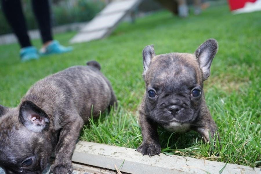  cuccioli di Bulldog Francese per adozione ( regalo  )