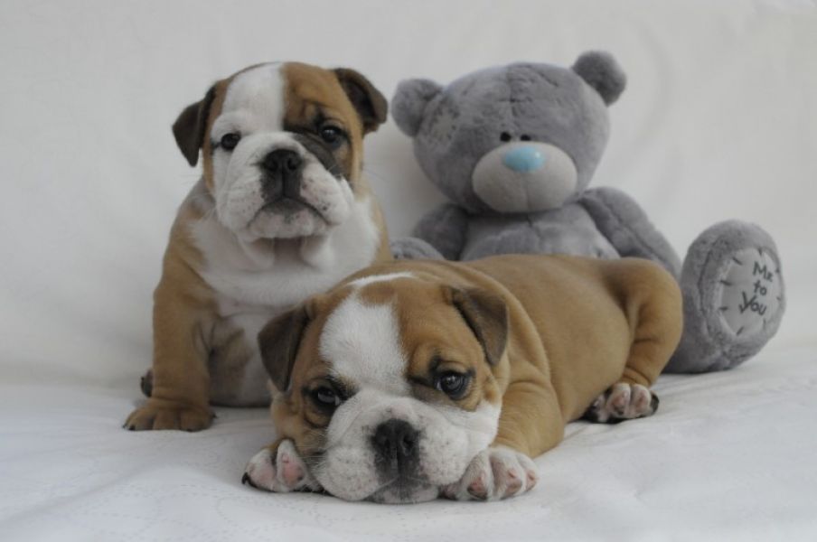 Regalo Bulldog inglese cuccioli disponibili