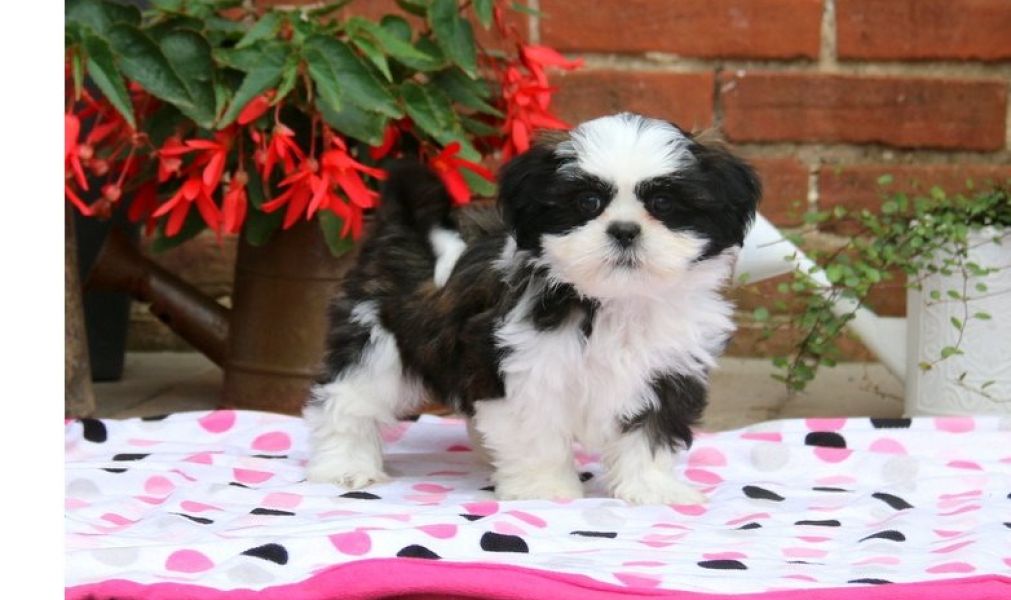 Regalo Cuccioli di Shih Tzu  in pronta consegna i cuccioli verranno Dato dopo 90 giorni dalla nascit