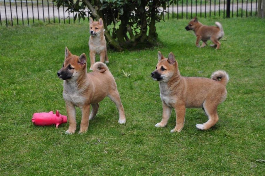 Bella e sani cuccioli di shiba-inu per adozione (gratis)