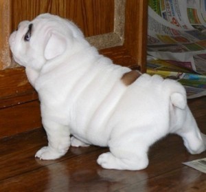 Cuccioli di bulldog inglese con pedigree