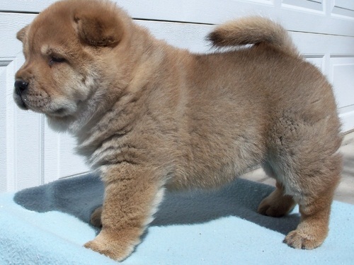 Adorabili cuccioli di chow chow femminucce e maschietti disponibili