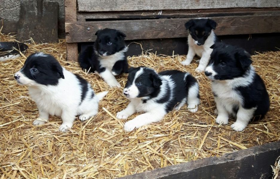 Adorabili cuccioli di border collie in regalo