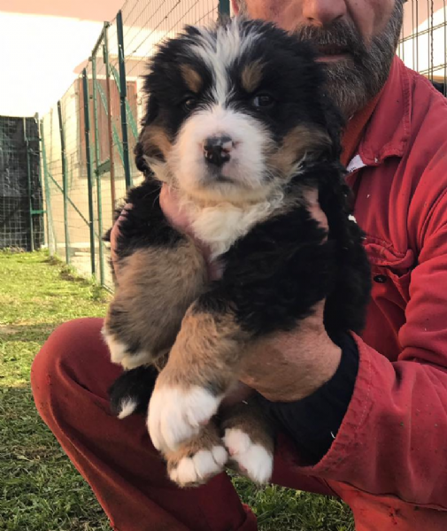 Sani Cuccioli bovaro del bernese%%%