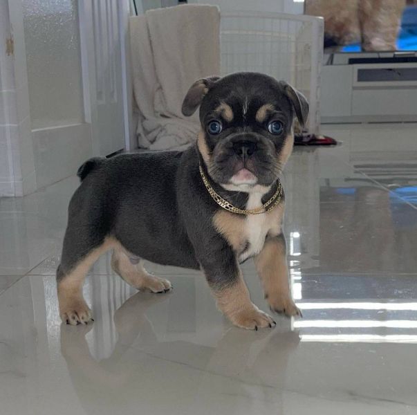 Disponibili splendidi cuccioli di bulldog francese E-MAIL  (marieiris783@gmail.com)    Splendidi cuc