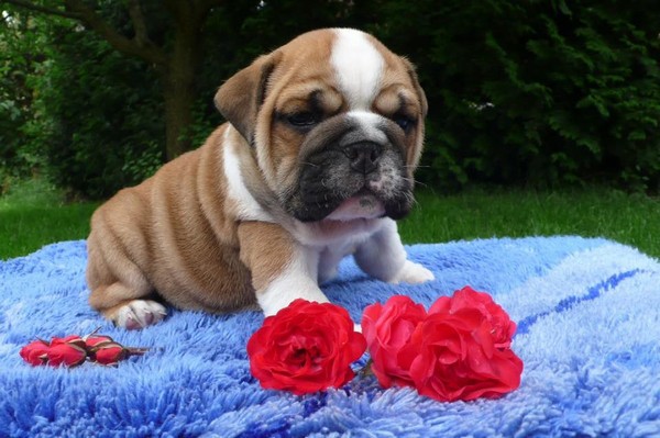 Bulldog Inglese