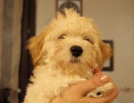 Cuccioli di bichon havanais