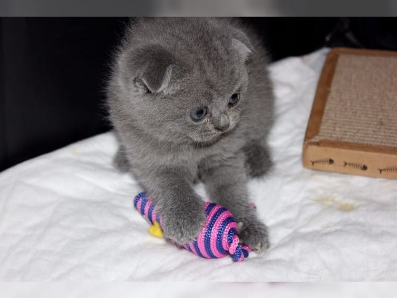 Disponibile bellissimo cucciolo,maschio,