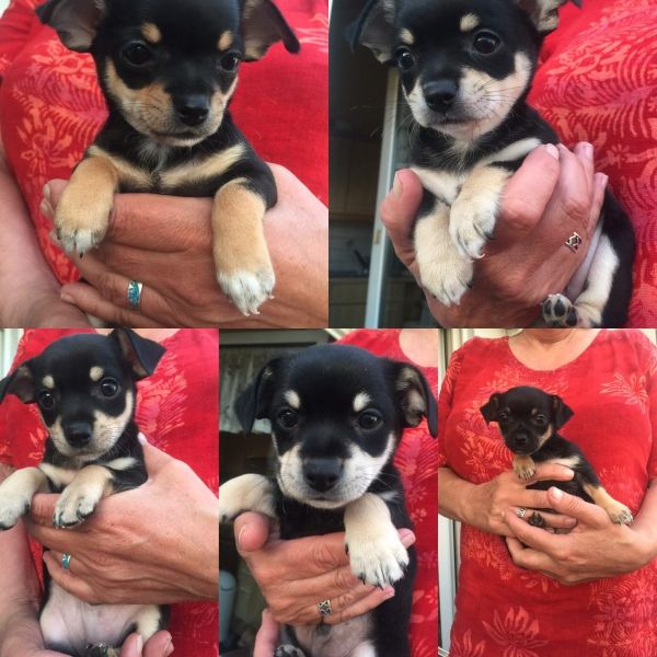 cuccioli di chihuahua  per adozione ( regalo  )