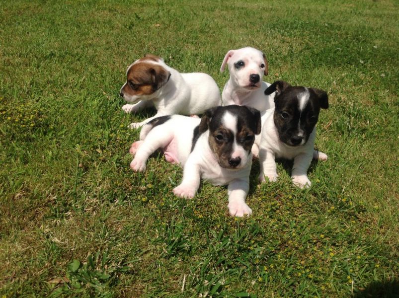 Regalo Jack Russell Terrier Cucciola di Jack Russell Terrier di 3 mesi e mezzo genitori visibili, co