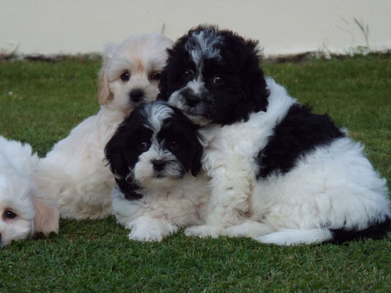 Regalo Cuccioli di Shih Tzu  in pronta consegna