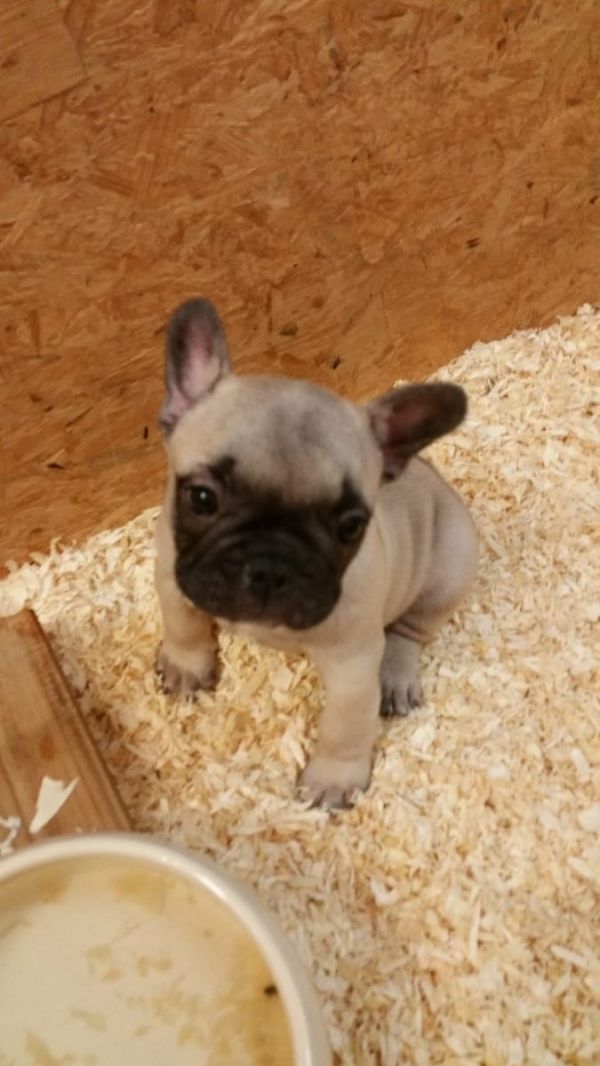 Maschio e femmina adorabile bulldog francese  cuccioli disponibili per l'adozione
