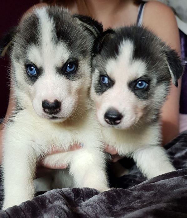 Cuccioli di Husky siberiano