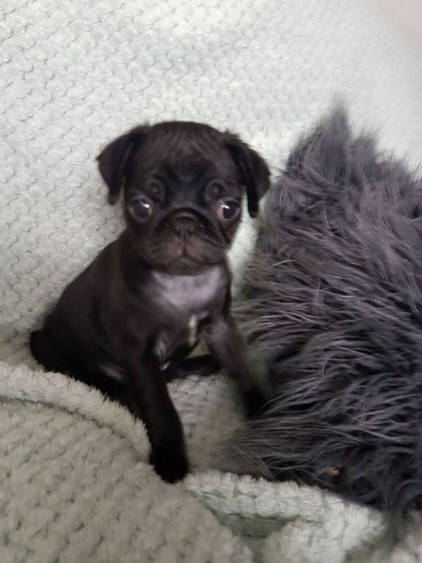 Cuccioli carlino disponibili