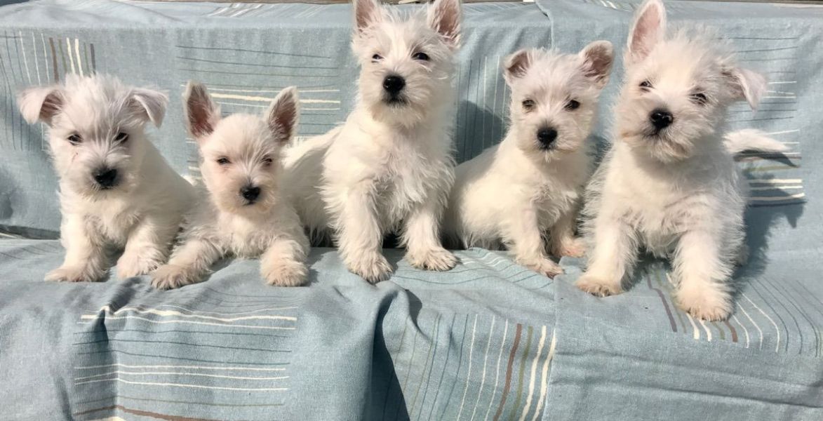 Regalo adorabili cuccioli  West highland terrier bianco femminucce e maschietti disponibili gratuita