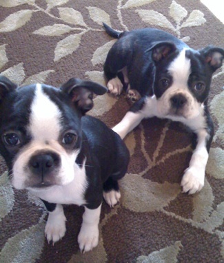  regalo cuccioli di boston terrier  disponibili per l'adozione
