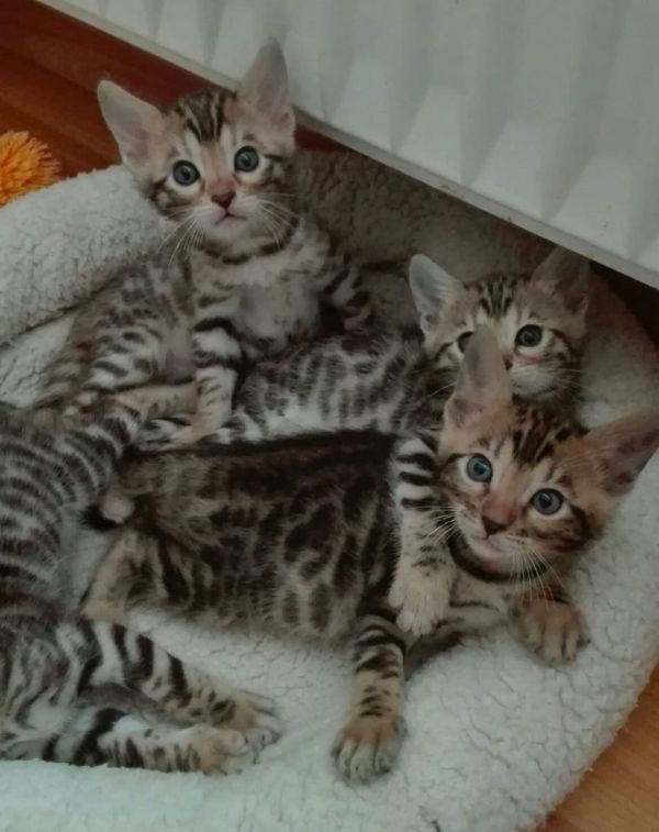 Gattini di bengala  per adozione ( maschio e femmina )