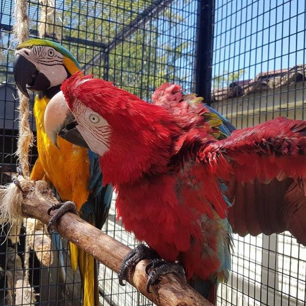 Regalo pappagalli Hahns Macaw