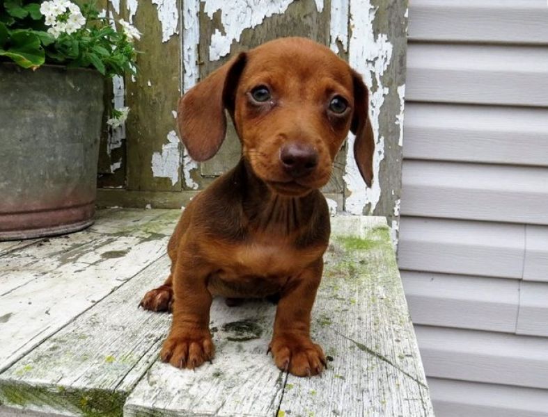 Regalo Cuccioli di bassotti in pronta consegna i cuccioli verranno Dato dopo 90 giorni dalla nascita