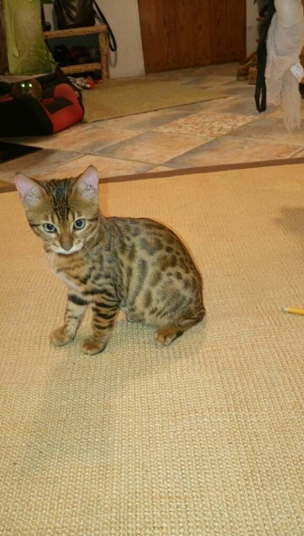 Gattini di bengala  per adozione ( maschio e femmina )