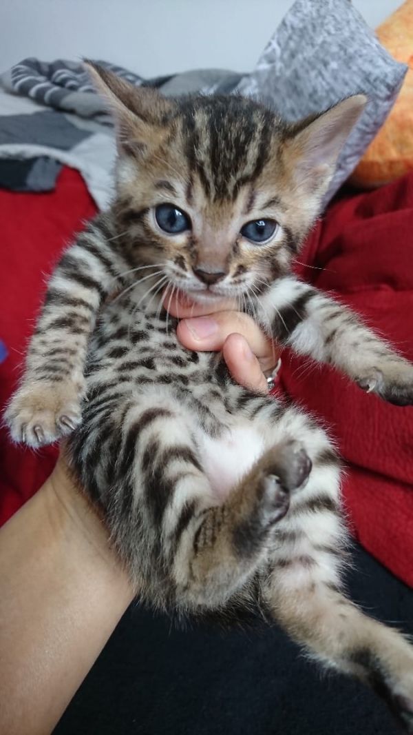   gattini Savannah   per adozione ( regalo  )