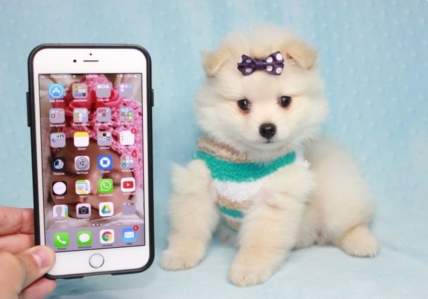 Regalo Cuccioli di volpino di pomerania